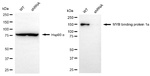 MYBBP1A Antibody in Western Blot (WB)