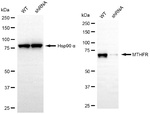 MTHFR Antibody in Western Blot (WB)