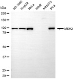 MSH2 Antibody in Western Blot (WB)