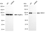 MSH2 Antibody in Western Blot (WB)