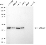 MRPS27 Antibody in Western Blot (WB)