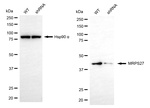 MRPS27 Antibody in Western Blot (WB)