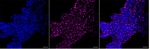 MRPS26 Antibody in Immunocytochemistry (ICC/IF)