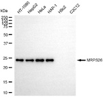 MRPS26 Antibody in Western Blot (WB)