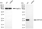 MRPS26 Antibody in Western Blot (WB)