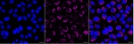 MRPS18B Antibody in Immunocytochemistry (ICC/IF)
