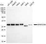 MRPS18B Antibody in Western Blot (WB)