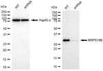 MRPS18B Antibody in Western Blot (WB)