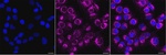 MRPL11 Monoclonal Antibody (24GB13260)