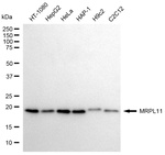 MRPL11 Antibody in Western Blot (WB)