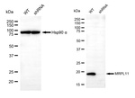 MRPL11 Antibody in Western Blot (WB)