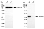 MRPL10 Antibody in Western Blot (WB)