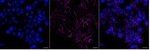 MRP1 Recombinant Rabbit Monoclonal Antibody (25GB2970)