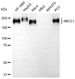 MRP1 Antibody in Western Blot (WB)