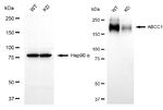 MRP1 Antibody in Western Blot (WB)