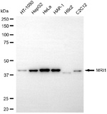 MRI1 Antibody in Western Blot (WB)