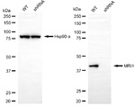 MRI1 Antibody in Western Blot (WB)