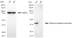 MPI Antibody in Western Blot (WB)