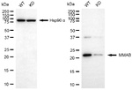 MMAB Antibody in Western Blot (WB)