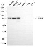Mitofilin Antibody in Western Blot (WB)