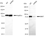 Mitofilin Antibody in Western Blot (WB)