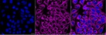 Mitofilin Antibody in Immunocytochemistry (ICC/IF)