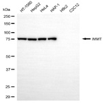 Mitofilin Antibody in Western Blot (WB)