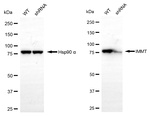 Mitofilin Antibody in Western Blot (WB)