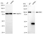 MIB1 Antibody in Western Blot (WB)
