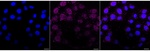 MARS Recombinant Rabbit Monoclonal Antibody (25GB185)
