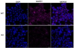 MARS Antibody in Immunocytochemistry (ICC/IF)