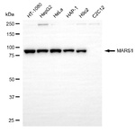 MARS Antibody in Western Blot (WB)