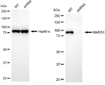 MARS Antibody in Western Blot (WB)