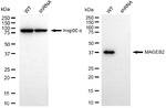 MAGEB2 Antibody in Western Blot (WB)