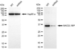 MAD2L1BP Antibody in Western Blot (WB)