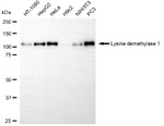 LSD1 Antibody in Western Blot (WB)