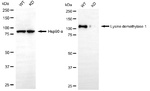 LSD1 Antibody in Western Blot (WB)