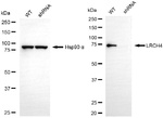 LRCH4 Antibody in Western Blot (WB)