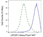 LPCAT1 Antibody in Flow Cytometry (Flow)