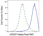 LPCAT1 Antibody in Flow Cytometry (Flow)