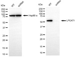 LPCAT1 Antibody in Western Blot (WB)