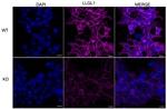 LLGL1 Antibody in Immunocytochemistry (ICC/IF)