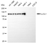 LLGL1 Antibody in Western Blot (WB)