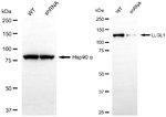 LLGL1 Antibody in Western Blot (WB)