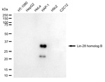 LIN28B Antibody in Western Blot (WB)