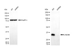 LIN28B Antibody in Western Blot (WB)