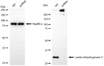 LDHC Antibody in Western Blot (WB)