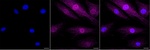 Latexin Monoclonal Antibody (25GB3755)