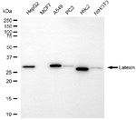 Latexin Antibody in Western Blot (WB)