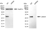 Latexin Antibody in Western Blot (WB)